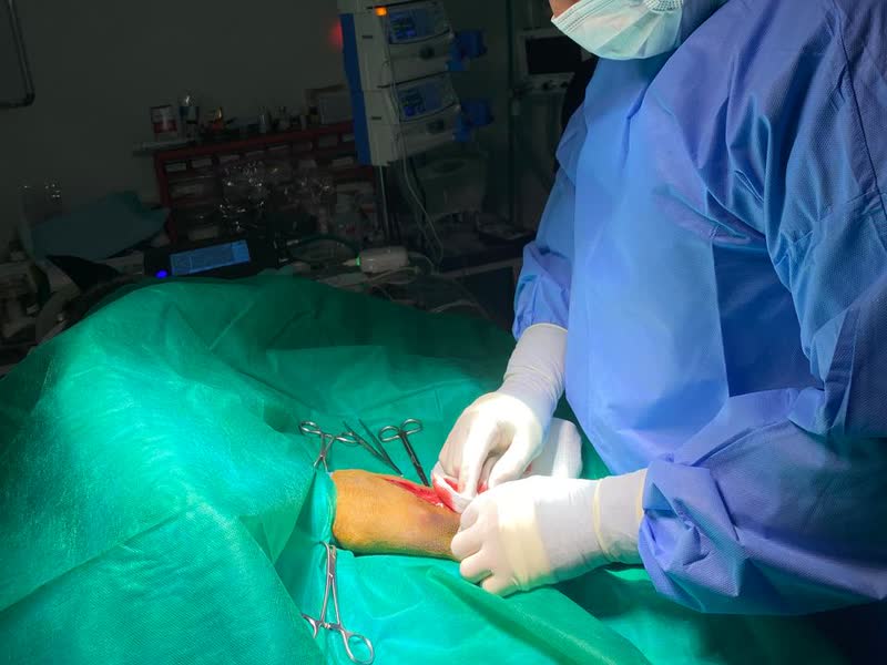 Procedimento cirúrgico em centro cirúrgico veterinário